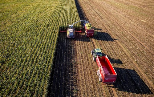 Corn harvest