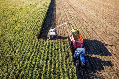 Corn harvest