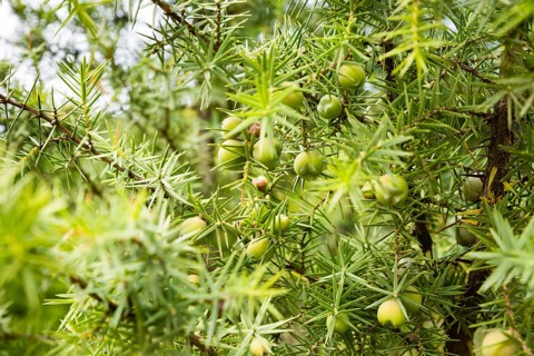Common Juniper (Juniperus communis) with green berries