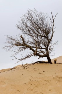 Dead tree