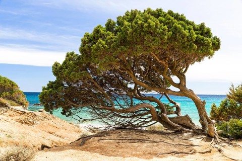 Phoenicean Juniper or Arar (Juniperus phoenicea)