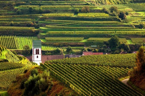 Church in the vineyards in autumn