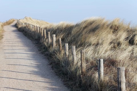 Walkway through the dunes on the North Sea coast