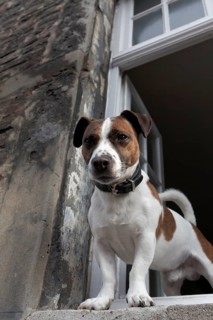 Jack Russell terrier looking out of an open window