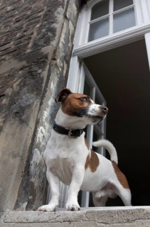 Jack Russell terrier looking out of an open window