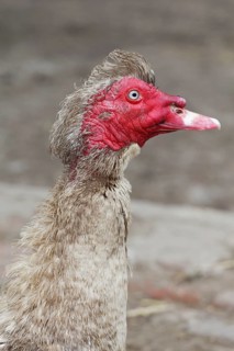 Muscovy Duck (Cairina moschata)