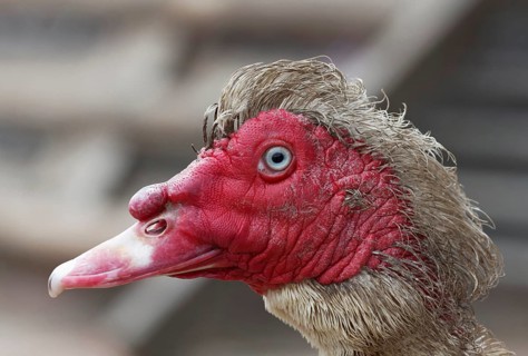 Muscovy Duck (Cairina moschata)