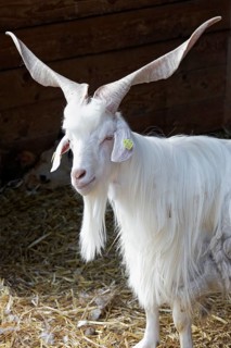 Girgentana goat