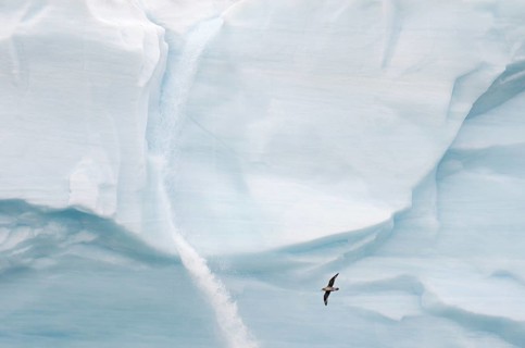 Northern Fulmar or Arctic Fulmar (Fulmarus glacialis) flying in front of a meltwater waterfall at the glacier front of Brasvellbreen