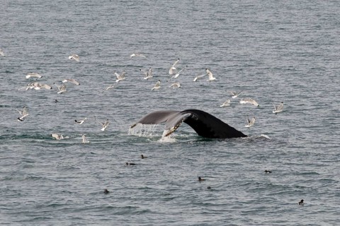 Fluke of a diving Humpback Whale (Megaptera novaeangliae)