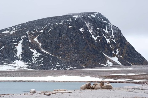 Male Walruses (Odobenus rosmarus) resting on land