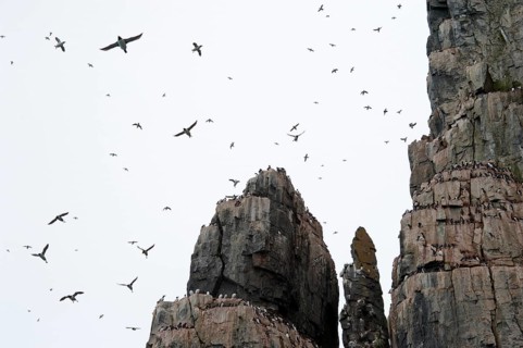 Thick-billed Murres or Brunnich's Guillemots (Uria lomvia) on the bird cliffs of Alkefjellet