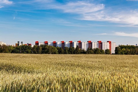 Cornfield with multi-storey buildings