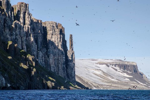 Alkefjellet bird cliffs