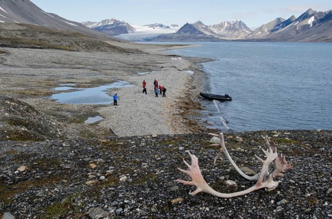 Reindeer antlers