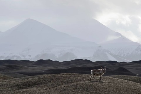 Svalbard Reindeer (Rangifer tarandus platyrhynchus) in the moraine landscape of Nathorstbreen Glacier
