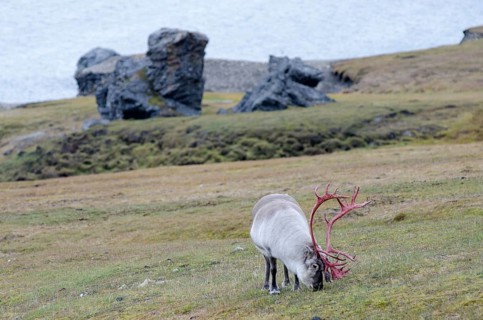 Male Svalbard Reindeer (Rangifer tarandus platyrhynchus) in velvet with bloody-red antlers