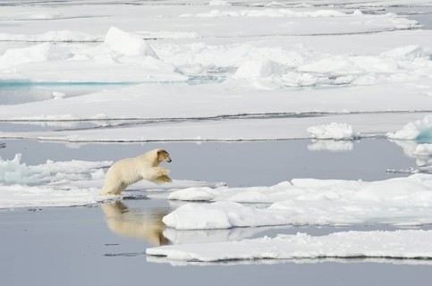 Polar Bear (Ursus maritimus) with a blood-stained brown coloured head jumping on pack ice