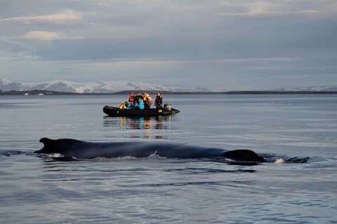 Whale watching