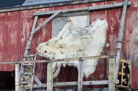 Polar bear skin drying on a frame outside a house in the Ittoqqortoormiit settlement