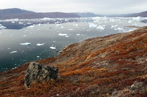 Autumn-coloured foliage on the island of Sorte Oer in front of drifting icebergs