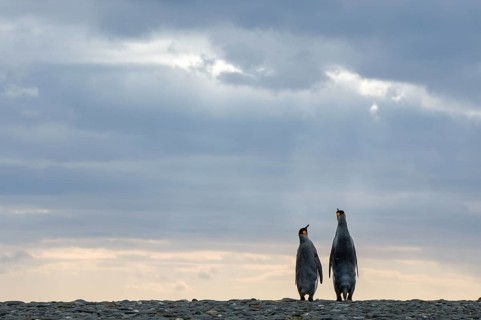 King Penguins (Aptenodytes patagonicus)
