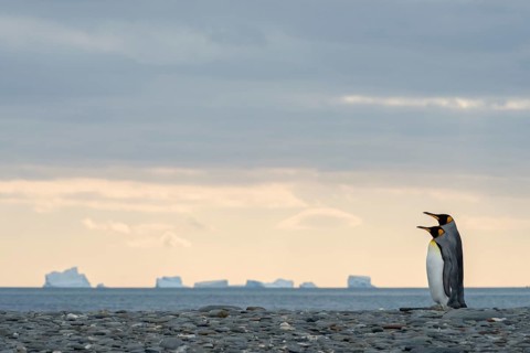 King Penguins (Aptenodytes patagonicus) couple
