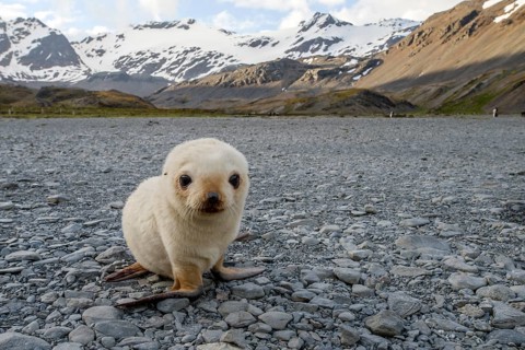Antarctic Fur Seal (Arctocephalus gazella)