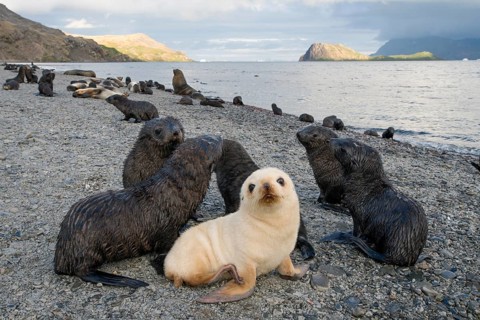 Antarctic Fur Seals (Arctocephalus gazella)
