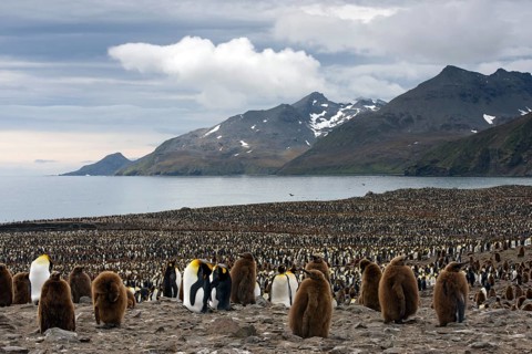 King Penguins (Aptenodytes patagonicus) in front of the Cook Glacier
