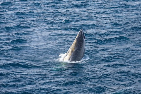 Antarctic minke whale or southern minke whale (Balaenoptera bonaerensis)