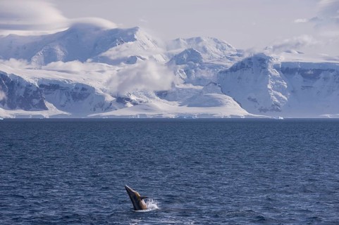 Antarctic minke whale or southern minke whale (Balaenoptera bonaerensis)