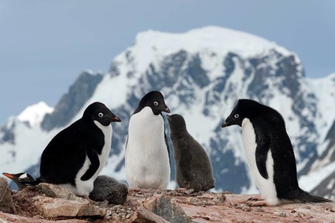 Adelie Penguins (Pygoscelis adeliae)