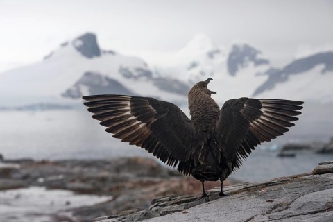 South Polar Skua (Stercorarius maccormicki)
