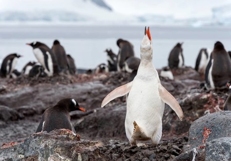 Gentoo Penguin (Pygoscelis papua)