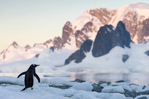 Gentoo Penguin (Pygoscelis papua) in front of mountain scenery