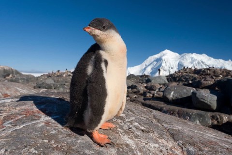 Gentoo Penguin (Pygoscelis papua)