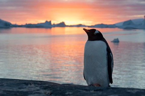 Gentoo Penguin (Pygoscelis papua) at sunset in front of a fjord and icebergs