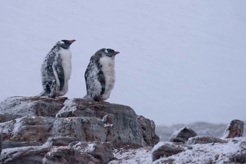 Gentoo Penguins (Pygoscelis papua)