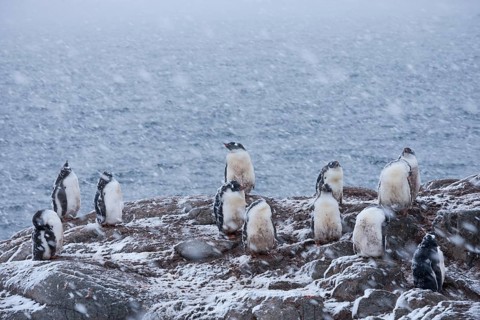 Gentoo Penguins (Pygoscelis papua)