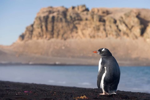 Gentoo Penguin (Pygoscelis papua)