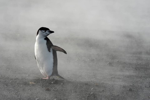 Chinstrap Penguin (Pygoscelis antarctica)