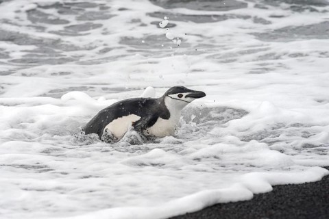 Chinstrap Penguin (Pygoscelis antarctica) in foamy froth on the sea shore