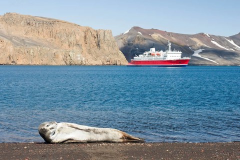 Leopard Seal (Hydrurga leptonyx)