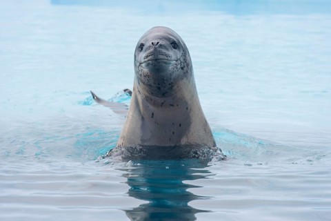 Leopard Seal (Hydrurga leptonyx)