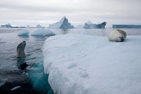 Leopard Seals (Hydrurga leptonyx)