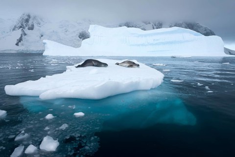 Leopard Seals (Hydrurga leptonyx) lying on an iceberg