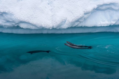 Crabeater seals (Lobodon carcinophaga)