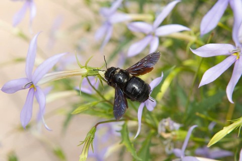 Large Violet Carpenter Bee (Xylocopa violacea)