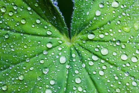Lady's Mantle (Alchemilla vulgaris)